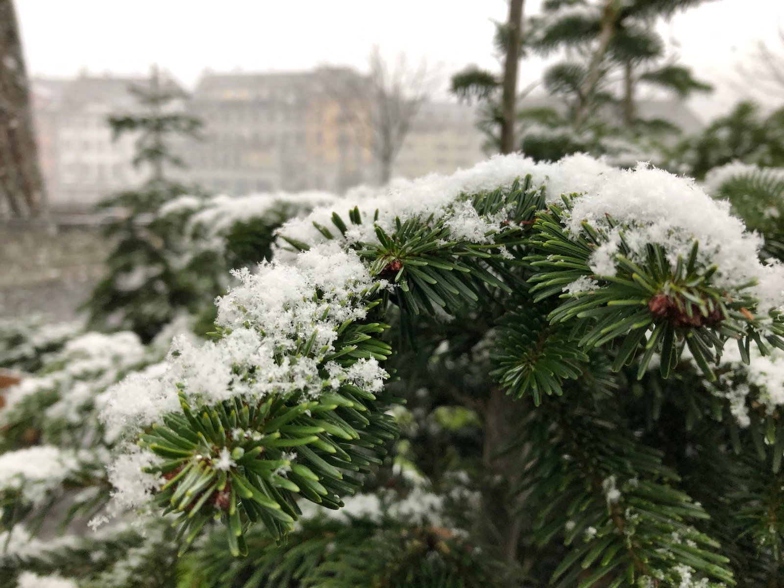 Luzern_Schnee_Tanne_Winter